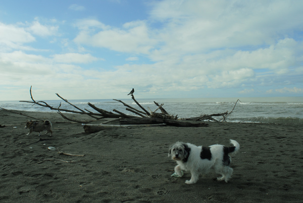 DSC_0040c.jpg