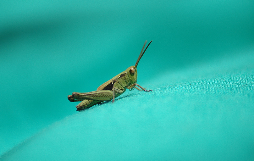 DSC_0043.jpg