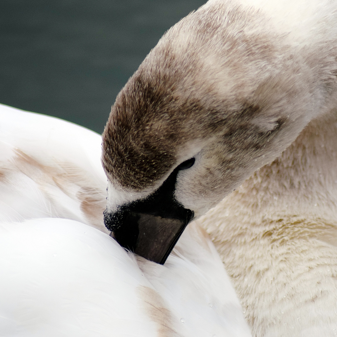 DSC_0052 -2b.JPG