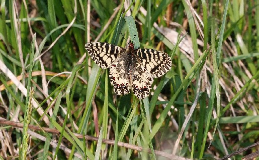 DSC_0062.JPG