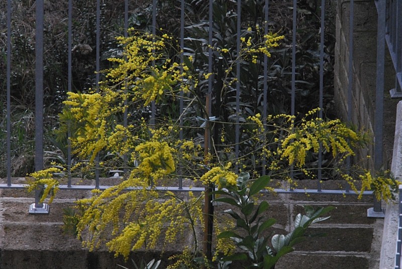 DSC_0063.JPG