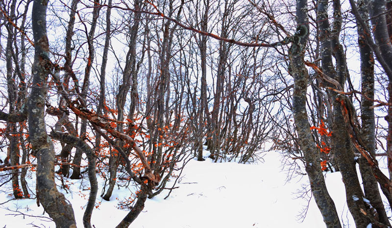 DSC_006772.jpg