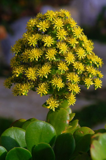 DSC_0068_001_resize_resize.jpg