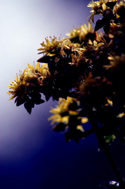 DSC_0071_001_resize.jpg