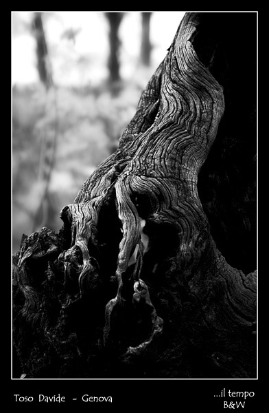 DSC_0077-B&W-W.jpg