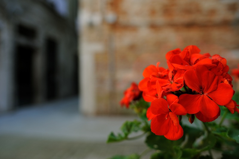 DSC_0085_th.jpg