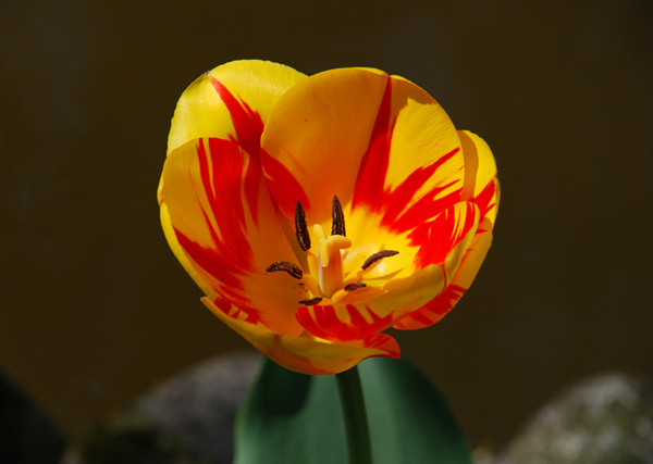 DSC_0110.jpg