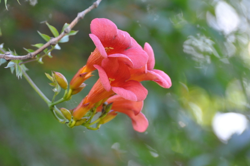 DSC_0183.jpg