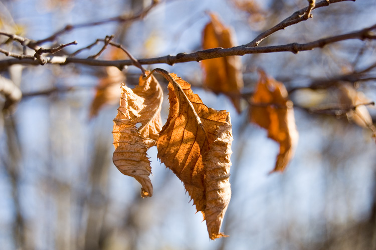 DSC_0192.jpg
