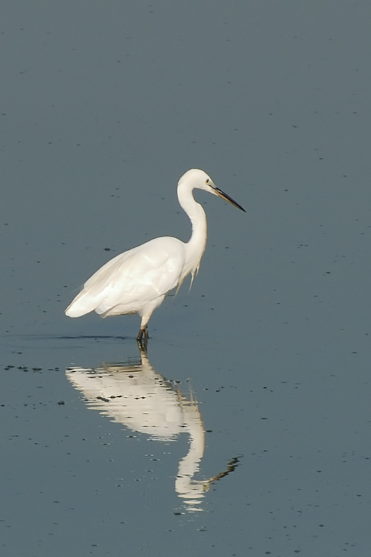 DSC_0337.jpg