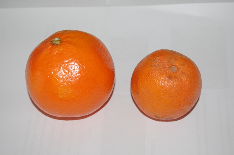 DSC_0359 bbbb.jpg