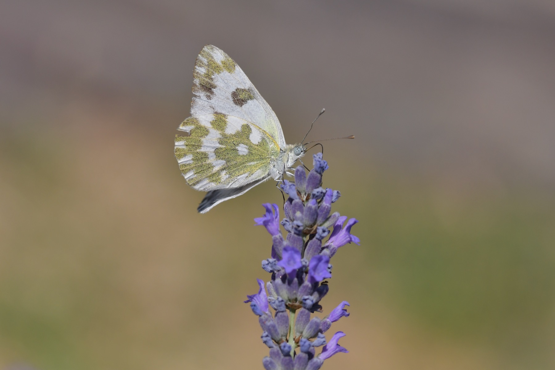 DSC_0449.jpeg
