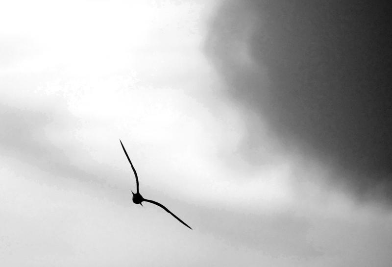 DSC_0532ACR.jpg