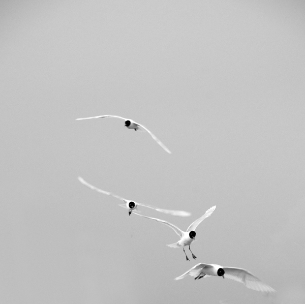 DSC_0612.jpg