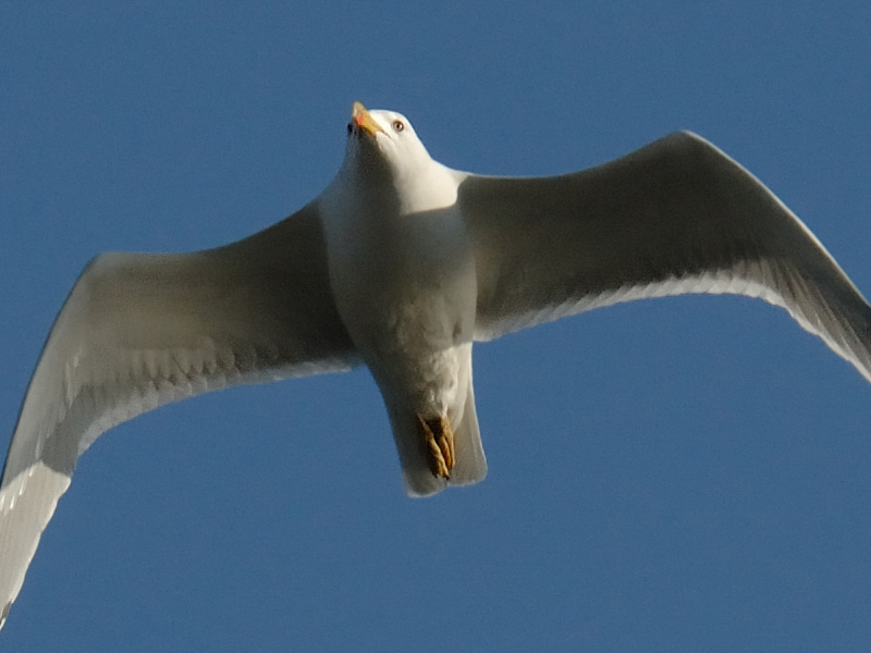 DSC_0814.jpg