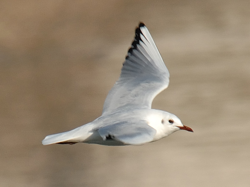 DSC_0848_crop.jpg