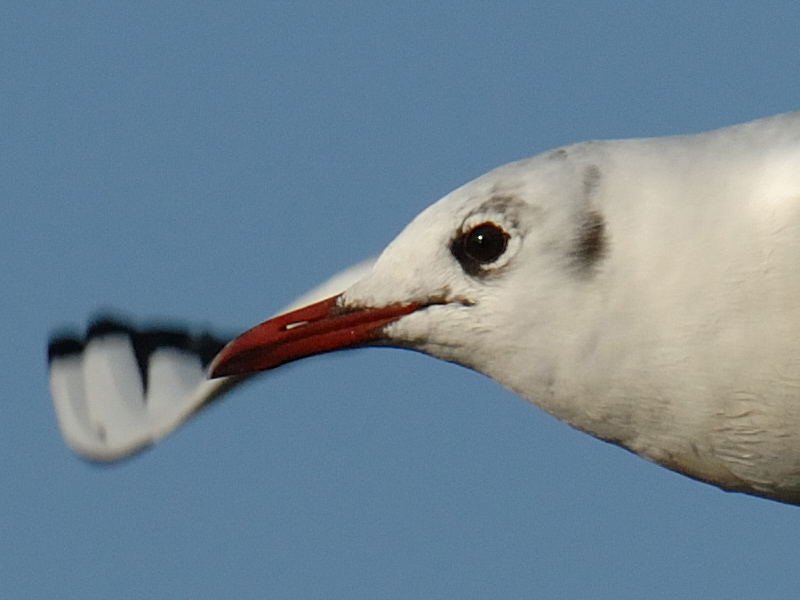 DSC_0853_crop100.jpg