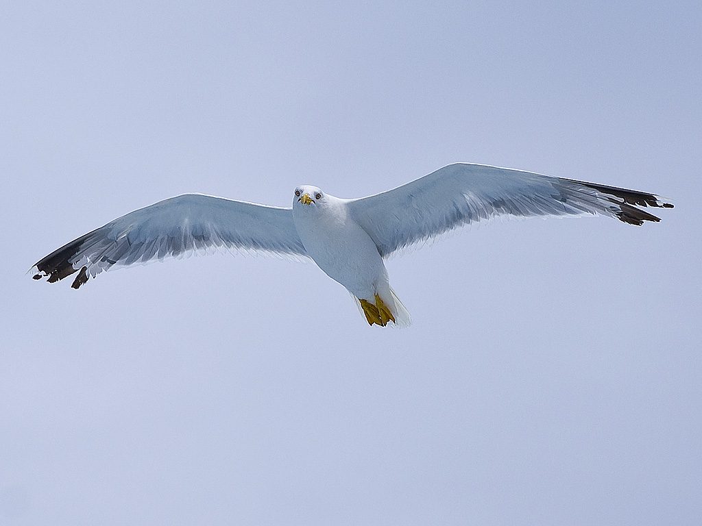 DSC_0943.JPG