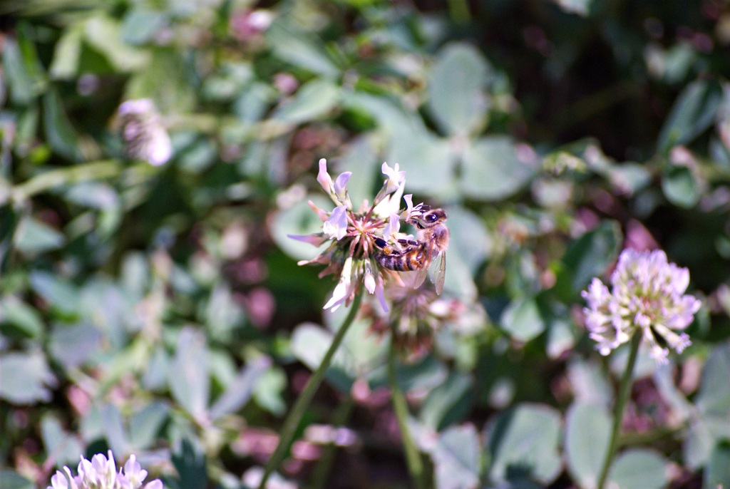 DSC_0980raw-jpgresize2.jpg