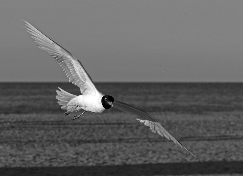 DSC_1009.jpg