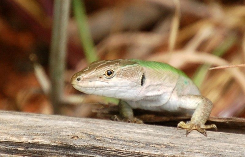 DSC_12671small.JPG