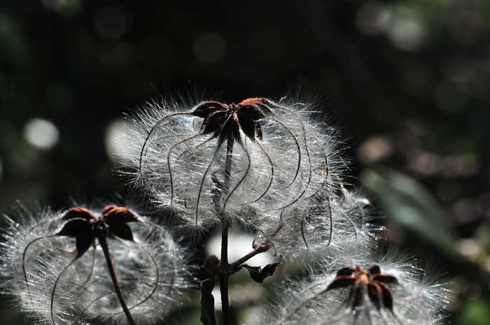 DSC_1317.jpg