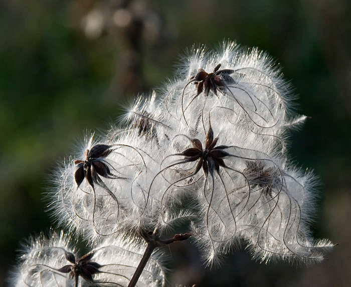 DSC_1409.jpg
