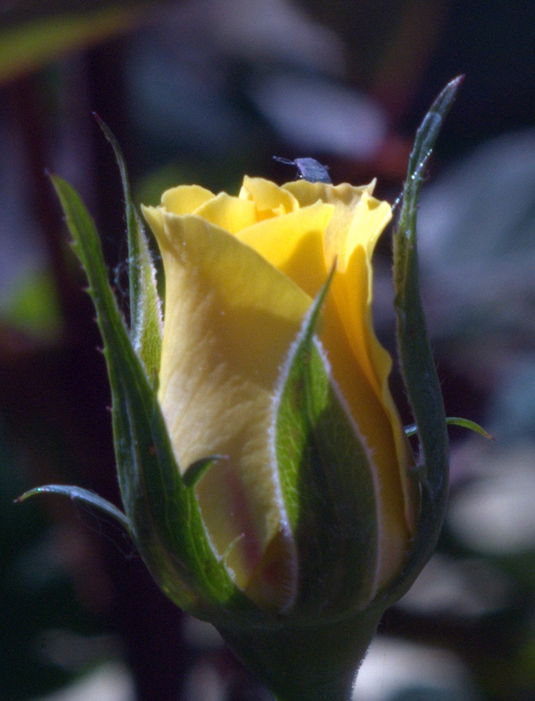 DSC_1799-1.jpg