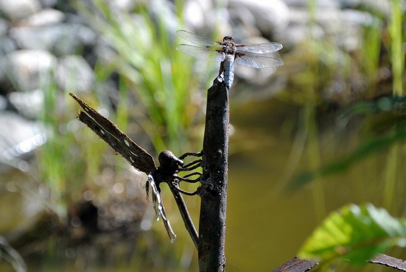 DSC_1942.JPG