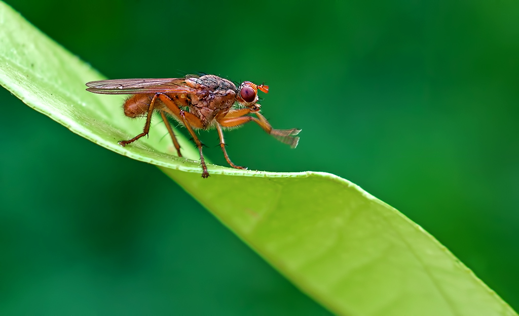 DSC_2113bis.jpg