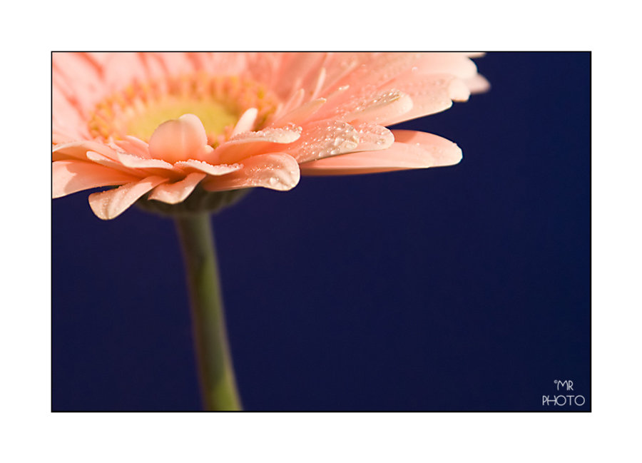 DSC_2139_filtered.jpg