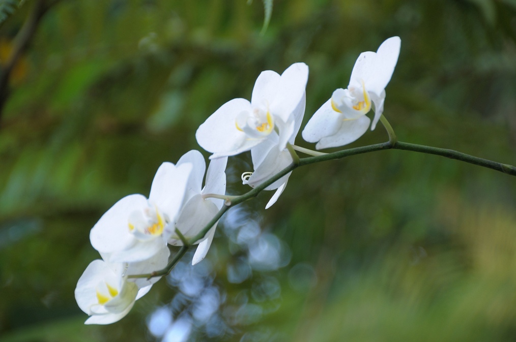 DSC_2430p1.jpg