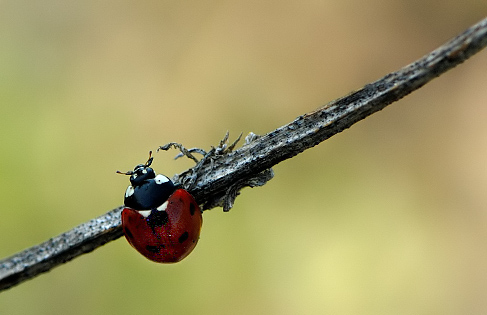 DSC_24510015.jpg