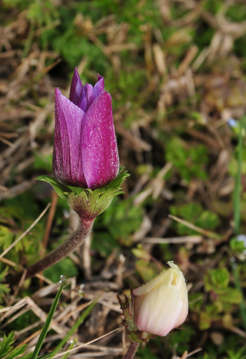 DSC_2516_2.jpg
