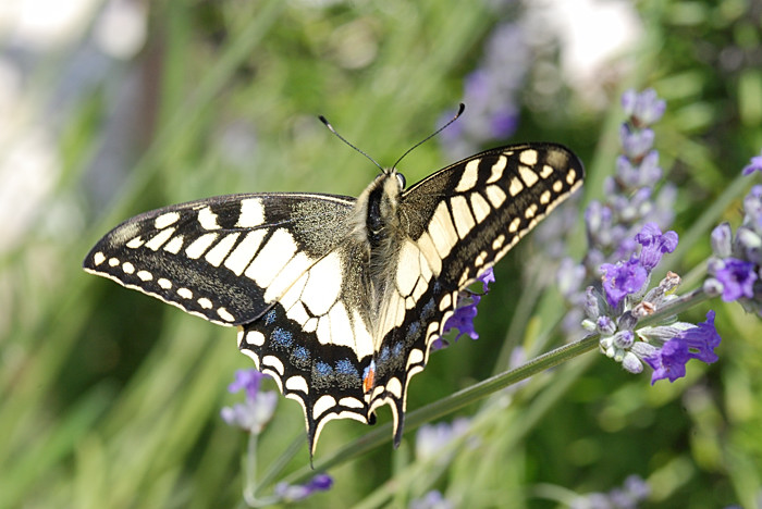 DSC_2643.jpg