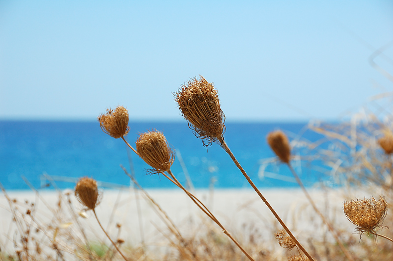 DSC_2825.jpg