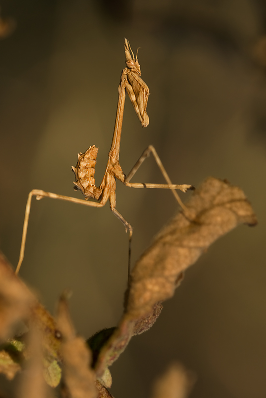 DSC_2920piccola.jpg