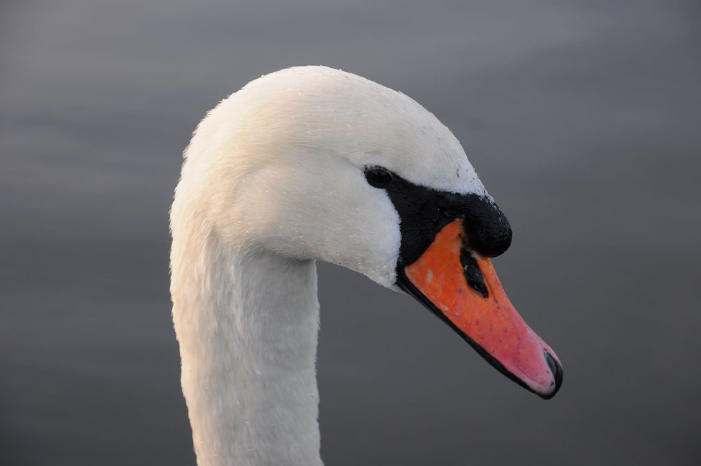 DSC_3094.jpg