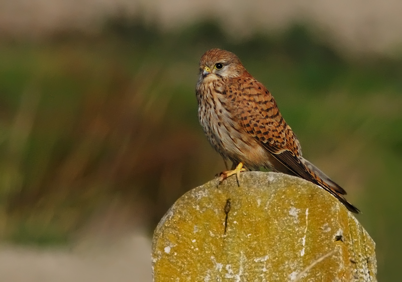 DSC_3296-gheppio.jpg