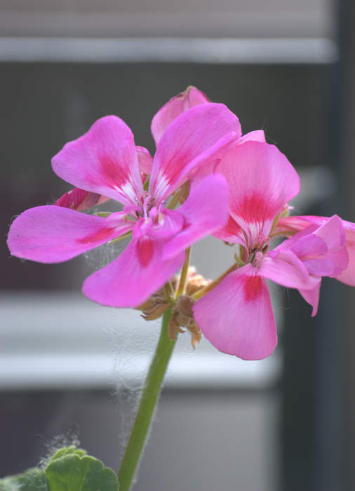 DSC_3464.jpg