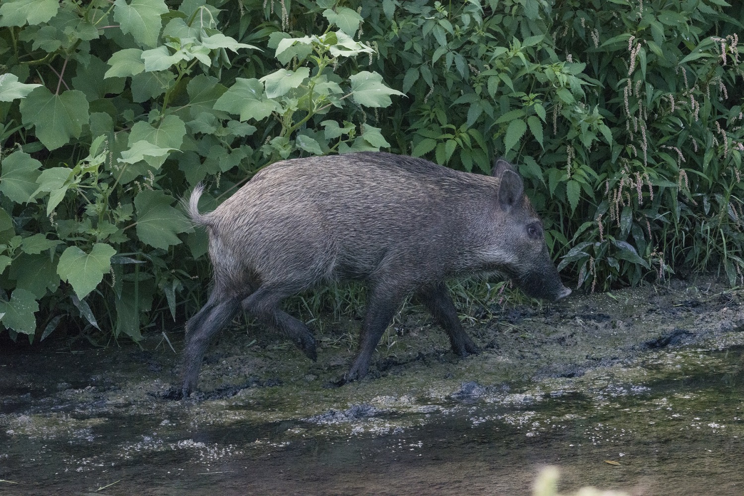 DSC_3596.jpg