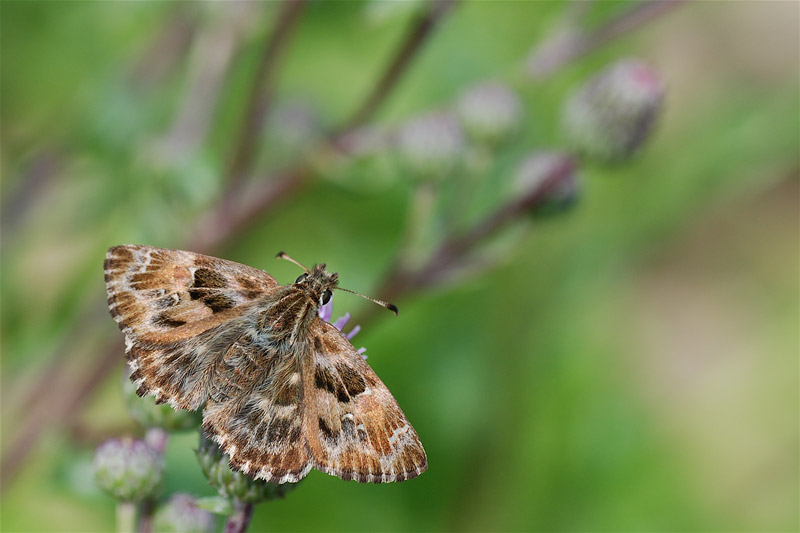 DSC_3795.jpg