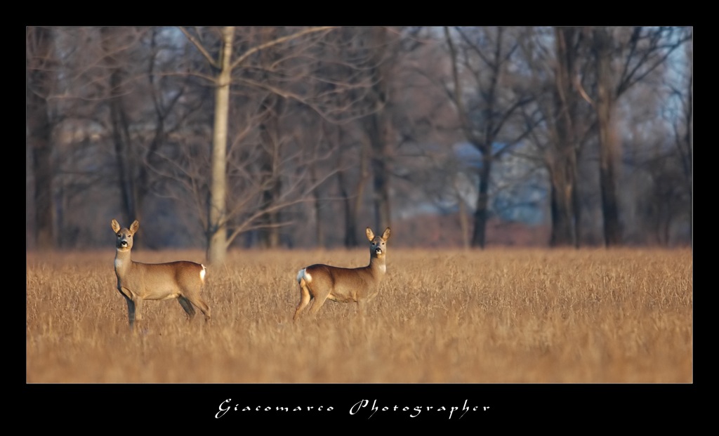 DSC_3819.jpg