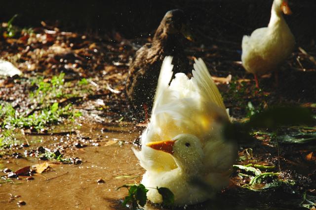 DSC_3888 (Small).JPG