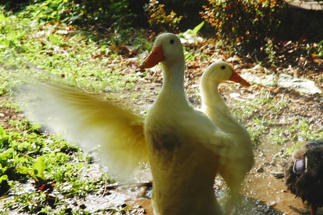 DSC_3901 (Small).JPG