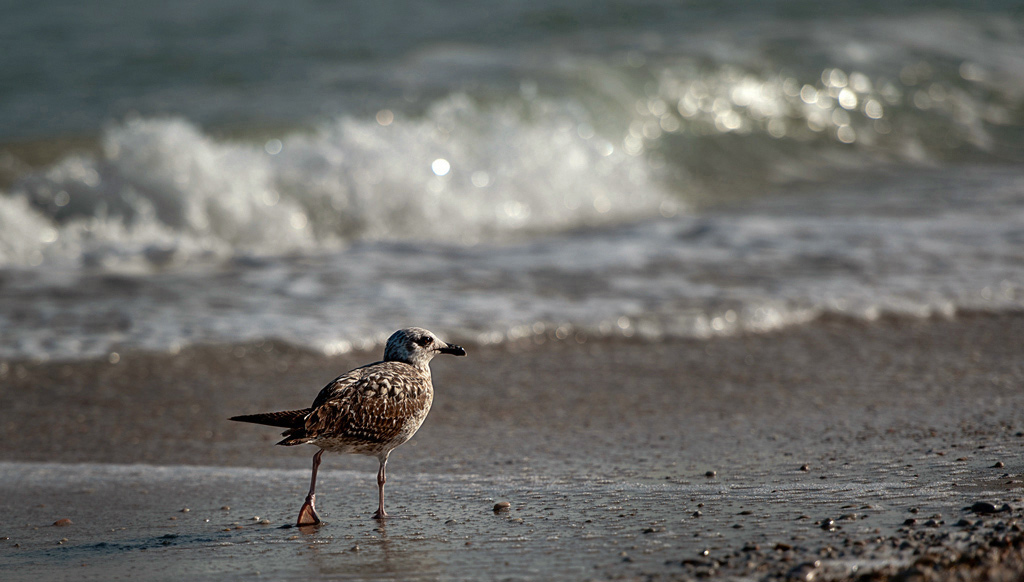 DSC_4168A.jpg