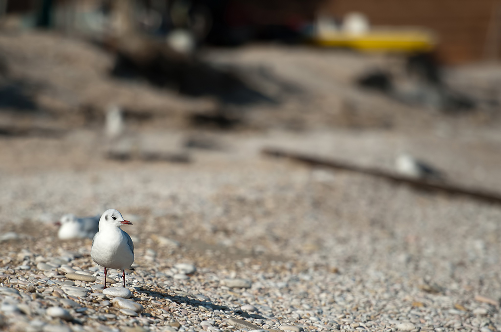 DSC_4271.jpg