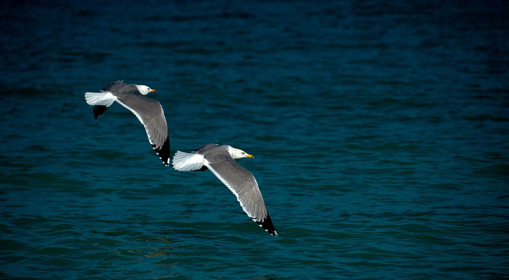 DSC_4356-aa.jpg