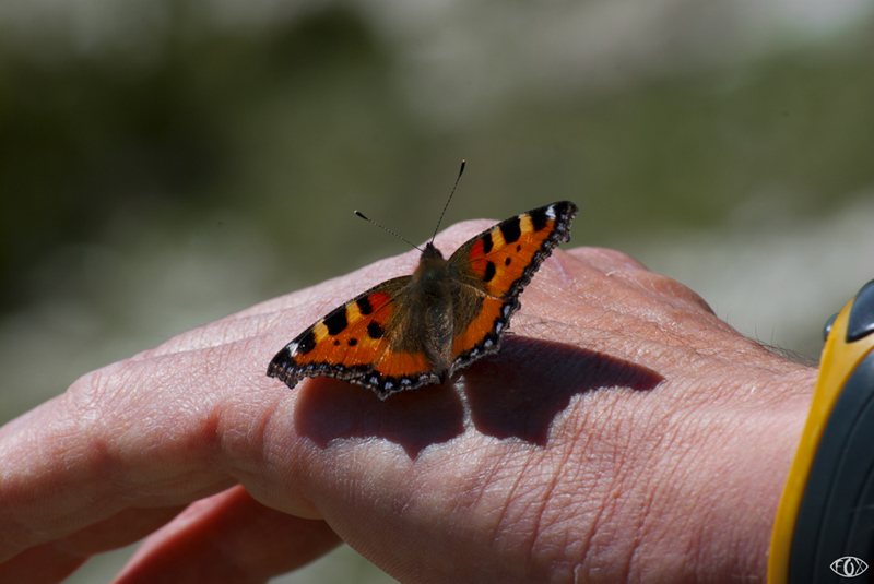 DSC_4423.jpg