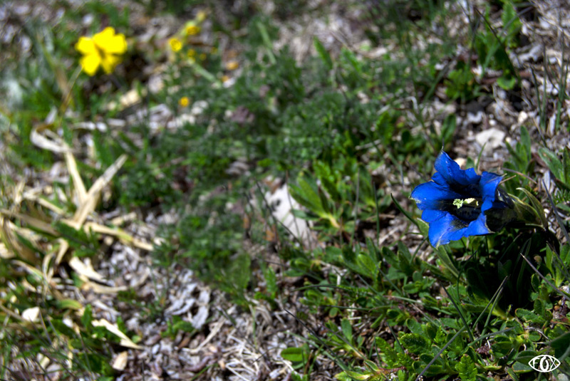DSC_4445.jpg